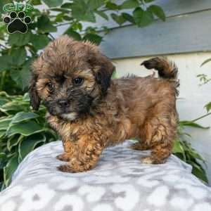 Mable, Shih-Poo Puppy